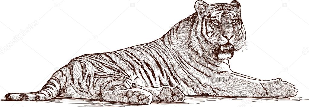 sketch of lying tiger