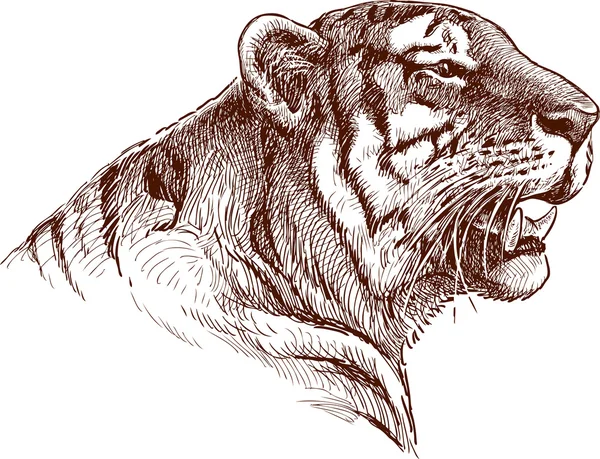 Cabeza de tigre rugiente — Vector de stock