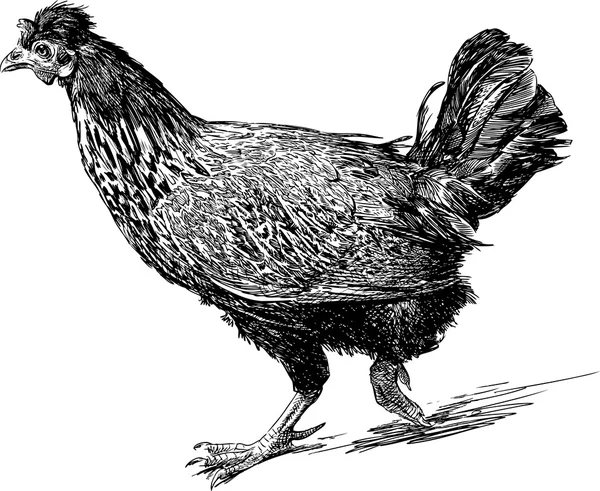 Caminar gallina negra — Vector de stock