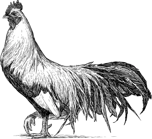 Orgoglioso bozzetto gallo — Vettoriale Stock