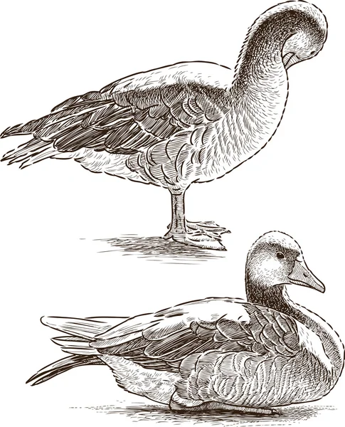 Dos patos salvajes — Archivo Imágenes Vectoriales