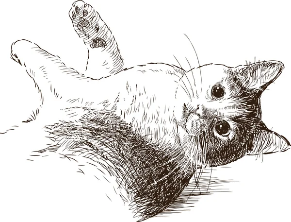 Sketsa dari kucing yang lucu - Stok Vektor