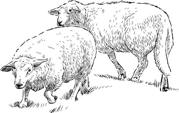 Pecore al pascolo — Vettoriale Stock