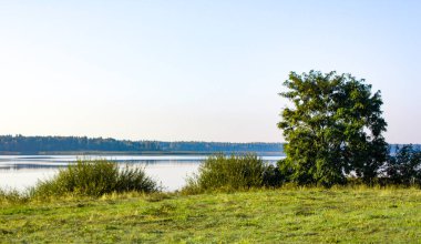 Mavi nehrin kıyısında yalnız bir ağaç ve yeşil otlar yetişir. Sahilde güzel yeşil bir açıklık.
