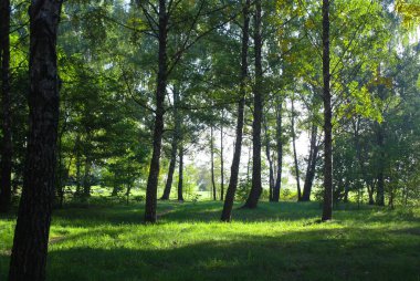 Güzel bir huş ağacında parlak, güneşli bir gün. Ormanda yeşil bir çim.