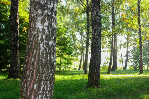 Jovens Bétulas Gramado Verde Floresta Dia Ensolarado Num Bosque Bétulas — Fotografia de Stock