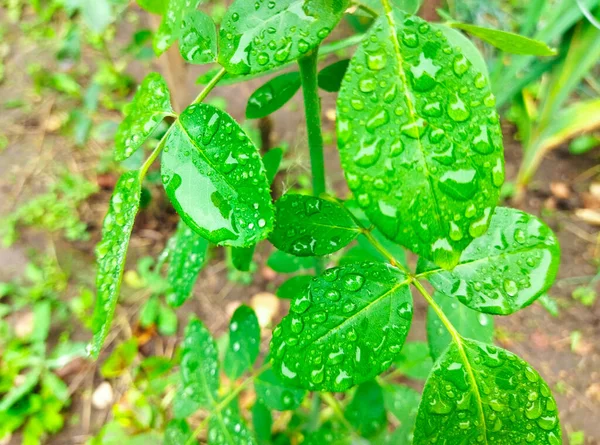 Leuchtend Grüne Blätter Mit Wassertropfen Nach Dem Regen Bunte Rosenblätter — Stockfoto