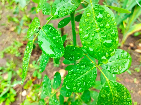 Feuilles Vertes Brillantes Avec Des Gouttes Eau Après Pluie Feuilles — Photo