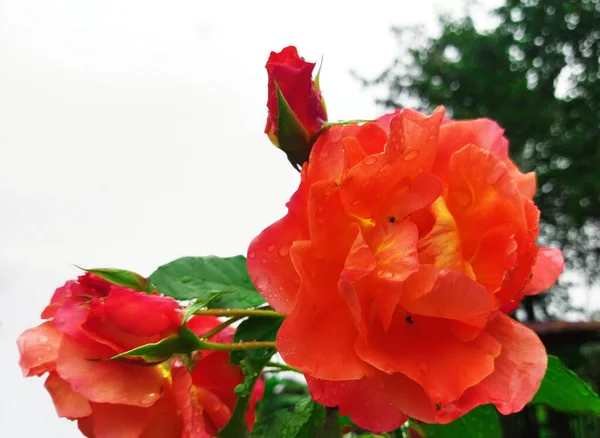 Eine Leuchtend Rote Rose Gegen Einen Strahlenden Himmel Schöne Rote — Stockfoto