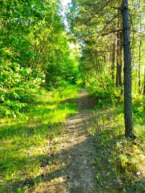 Yeşil ağaçlar arasında bir orman yolu. Ormanda güneşli güzel bir gün.