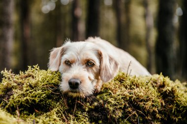 Güz ormanlarında sevimli, sağlıklı, mutlu bir köpek..