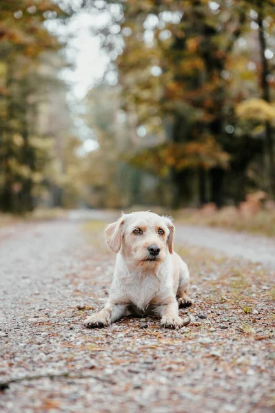 Aranyos aranyos egészséges boldog kutya őszi erdőben. — Stock Fotó