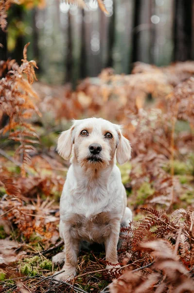 Bonito adorável cão feliz saudável em florestas de outono. — Fotografia de Stock