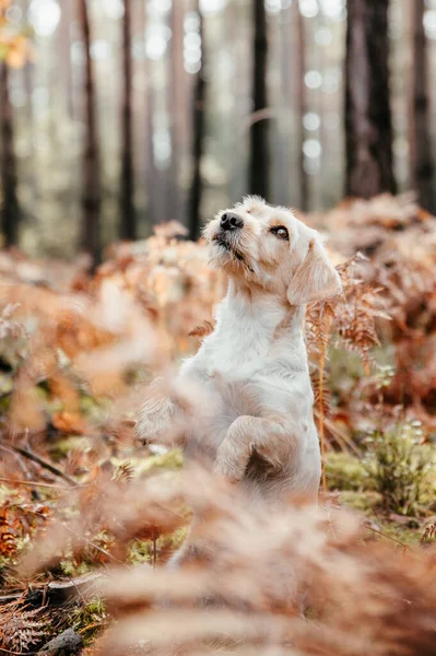 Niedliche entzückende gesunde glückliche Hund in herbstlichen Wäldern. — Stockfoto