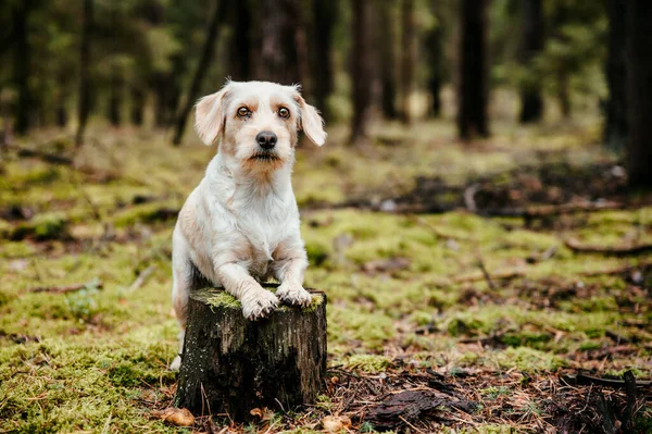 Söt bedårande frisk glad hund i höstskogen. — Stockfoto