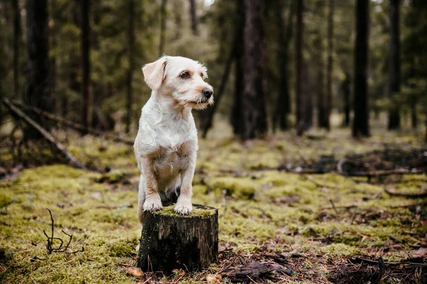 Söt bedårande frisk glad hund i höstskogen. — Stockfoto