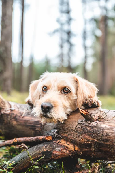 Leuke schattige gezonde gelukkige hond in de herfst bossen. — Stockfoto