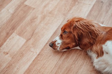 Güzel, benekli, kahverengi beyaz bir köpek. Galli springer spaniel safkan. Sağlıklı köpek evde dinleniyor..
