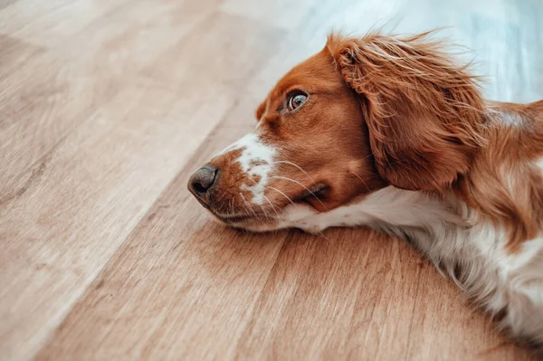 美丽可爱的斑点褐色白色的狗 威尔士斯普林格猎犬纯种血统 健康的狗在家里舒服地休息 — 图库照片