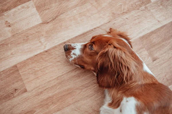 Bonito Bonito Manchado Cão Branco Marrom Galês Springer Spaniel Raça — Fotografia de Stock