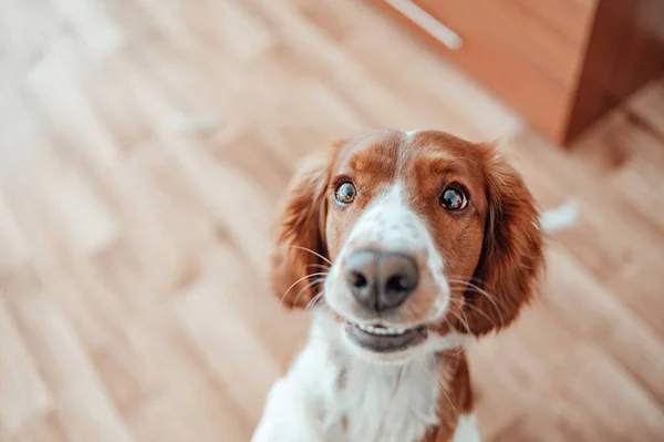 Mooie schattige gevlekte bruine witte hond. Welsh springer spaniel pure stamboom ras. Gezonde hond rust comfortabel thuis. — Stockfoto