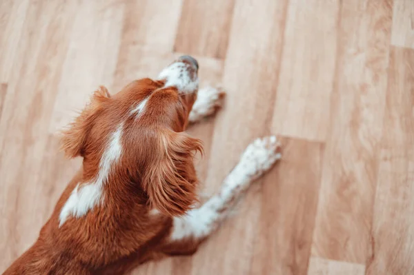 Bonito bonito manchado cão branco marrom. Galês springer spaniel raça pura pedigree. Cão saudável descansando confortável em casa. — Fotografia de Stock