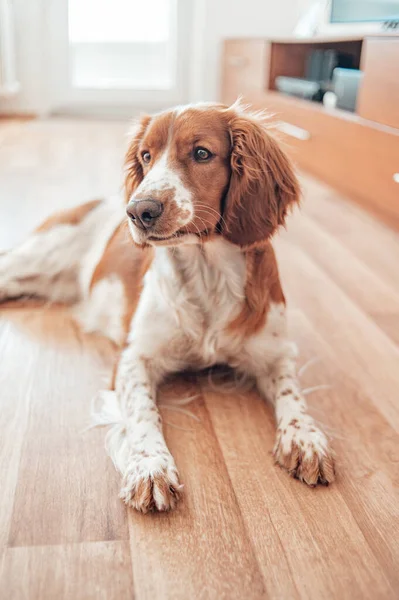 Beau chien blanc brun tacheté mignon. Springer gallois épagneul pure race pedigree. Chien en bonne santé reposant confortablement à la maison. — Photo