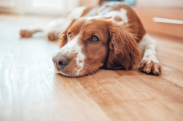 Beautiful cute spotted brown white dog. Welsh springer spaniel pure pedigree breed. Healthy dog resting comfy at home.