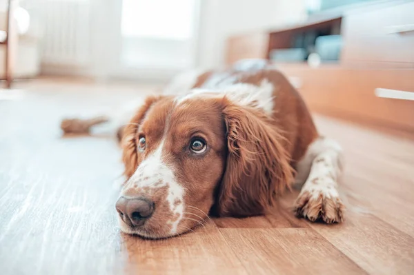 Bonito bonito manchado cão branco marrom. Galês springer spaniel raça pura pedigree. Cão saudável descansando confortável em casa. — Fotografia de Stock