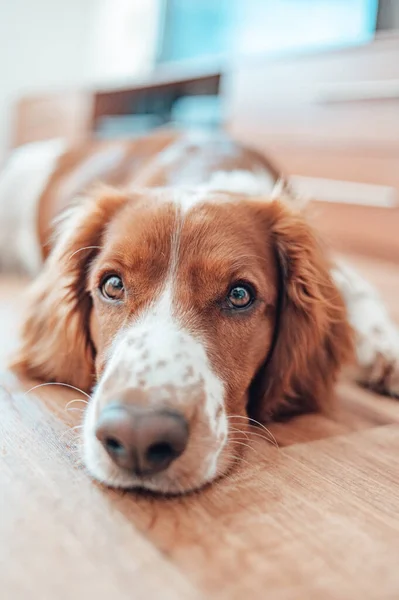 美丽可爱的斑点褐色白色的狗。威尔士斯普林格猎犬纯种血统。健康的狗在家里舒服地休息. — 图库照片