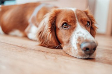 Güzel, benekli, kahverengi beyaz bir köpek. Galli springer spaniel safkan. Sağlıklı köpek evde dinleniyor..