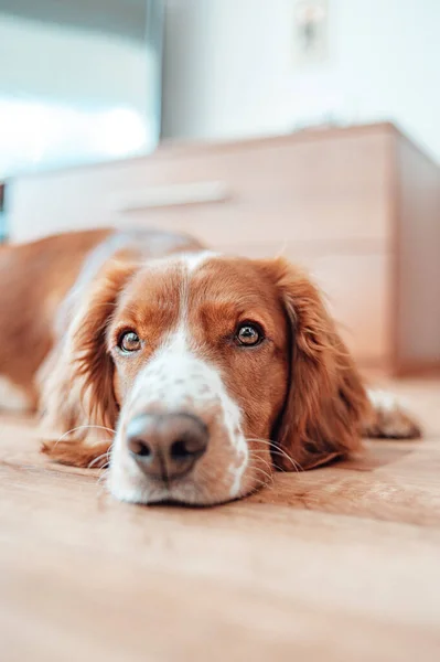 Beau Chien Blanc Brun Tacheté Mignon Springer Gallois Épagneul Pure — Photo