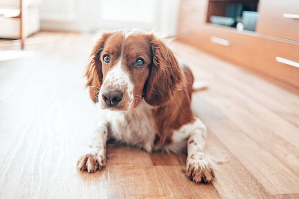 Beautiful cute spotted brown white dog. Welsh springer spaniel pure pedigree breed. Healthy dog resting comfy at home.