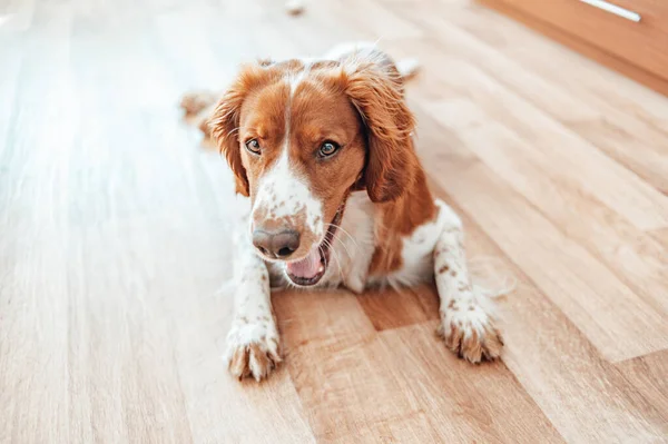 美丽可爱的斑点褐色白色的狗。威尔士斯普林格猎犬纯种血统。健康的狗在家里舒服地休息. — 图库照片