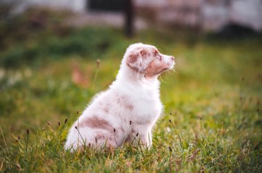 Sağlıklı, küçük, şirin, Avustralyalı çoban köpeği. Yumuşak küçük sevimli köpek..