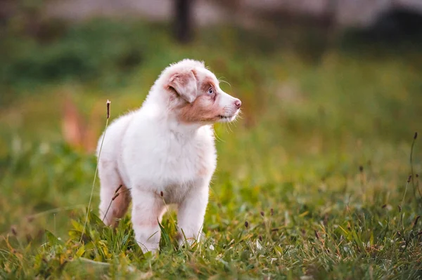 귀여운 강아지 동양인 양치기 품종입니다 솜털같은 귀여운 — 스톡 사진