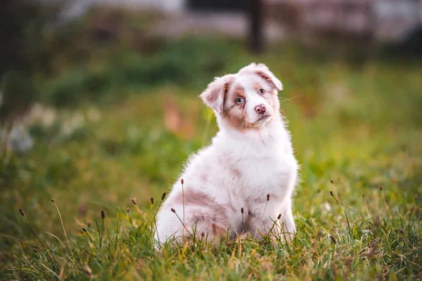 Healthy Cute Little Puppy Australian Shepherd Dog Breed Fluffy Little — Stock Photo, Image