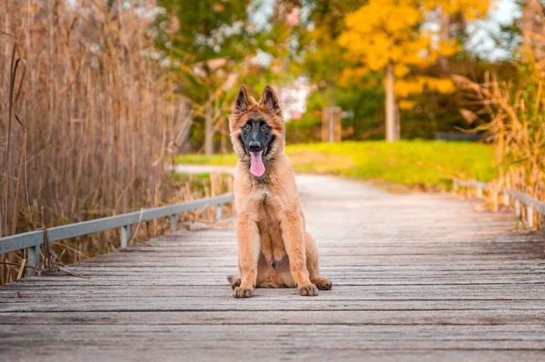 Cão Saudável Ativo Feliz Cãozinho Bonito Pastor Belga Tervueren Parque — Fotografia de Stock