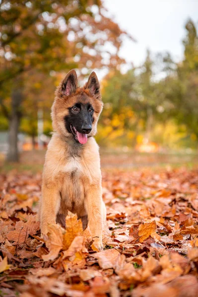 Aktywny Zdrowy Pies Cute Little Szczeniak Owczarek Belgian Tervueren Jesiennym — Zdjęcie stockowe