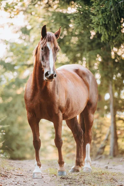 Caballo Galés Castaño Hermoso Saludable Pony Temporada Otoño Fuera Pasto — Foto de Stock
