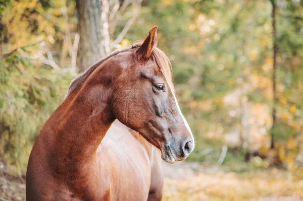 Zdravý Krásný Kaštan Velšský Kůň Poník Podzimním Období Venku Pastvině — Stock fotografie