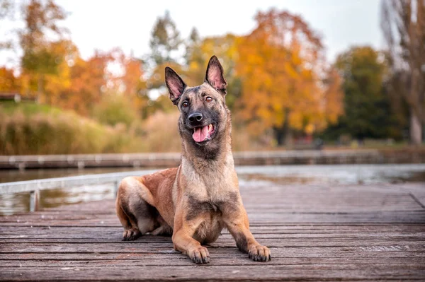 Aktywny Zdrowy Pies Owczarka Belgijskiego Rasy Psów Malinois Jesienią Jesienią — Zdjęcie stockowe