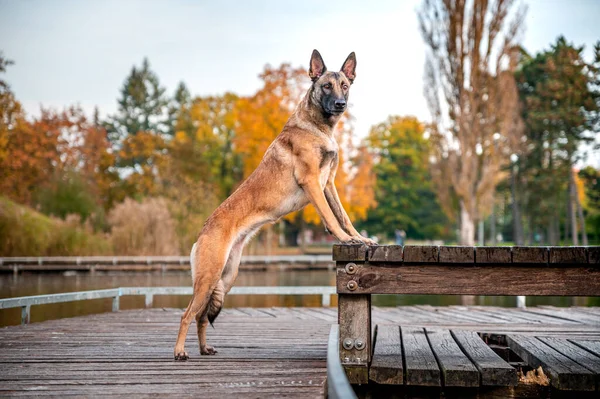 Anjing Bahagia Aktif Yang Sehat Dari Belgian Shepherd Malinois Dog — Stok Foto
