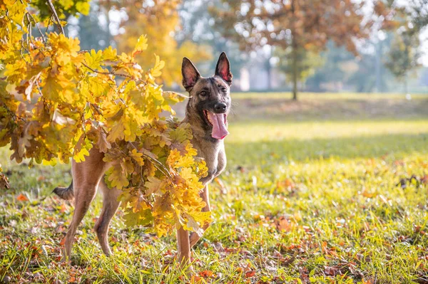 Aktywny Zdrowy Pies Owczarka Belgijskiego Rasy Psów Malinois Jesienią Jesienią — Zdjęcie stockowe