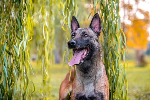 Aktiver Gesunder Glücklicher Hund Der Belgischen Schäferhundezucht Malinois Herbst Park — Stockfoto