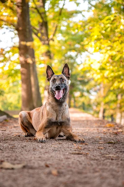 Aktywny Zdrowy Pies Owczarka Belgijskiego Rasy Psów Malinois Jesienią Jesienią — Zdjęcie stockowe