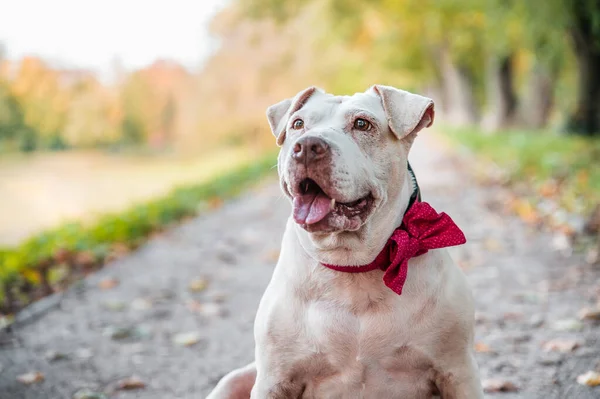 Adorable cute crossed breed mix mutt dog in autumn season in a park. Adult dog with pink bow on a collar.