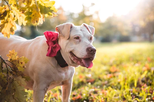 Adorable cute crossed breed mix mutt dog in autumn season in a park. Adult dog with pink bow on a collar.