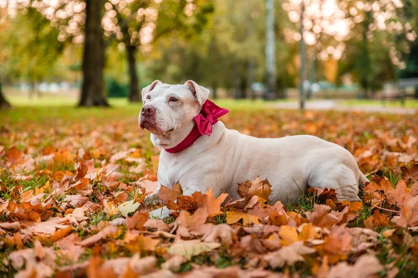 Adorable cute crossed breed mix mutt dog in autumn season in a park. Adult dog with pink bow on a collar.