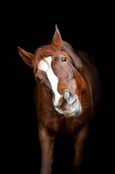美しい栗の茶色の馬の馬の馬の馬の背景色黒の背景に孤立した 美しい動物のエレガントな肖像画 — ストック写真